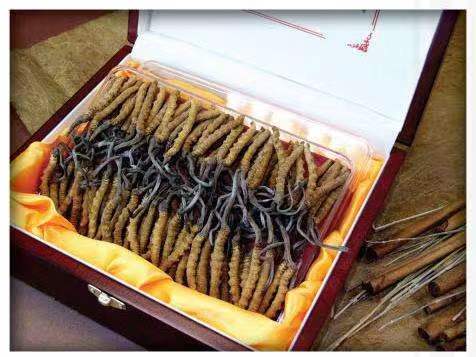 乌兰浩特冬虫夏草回收